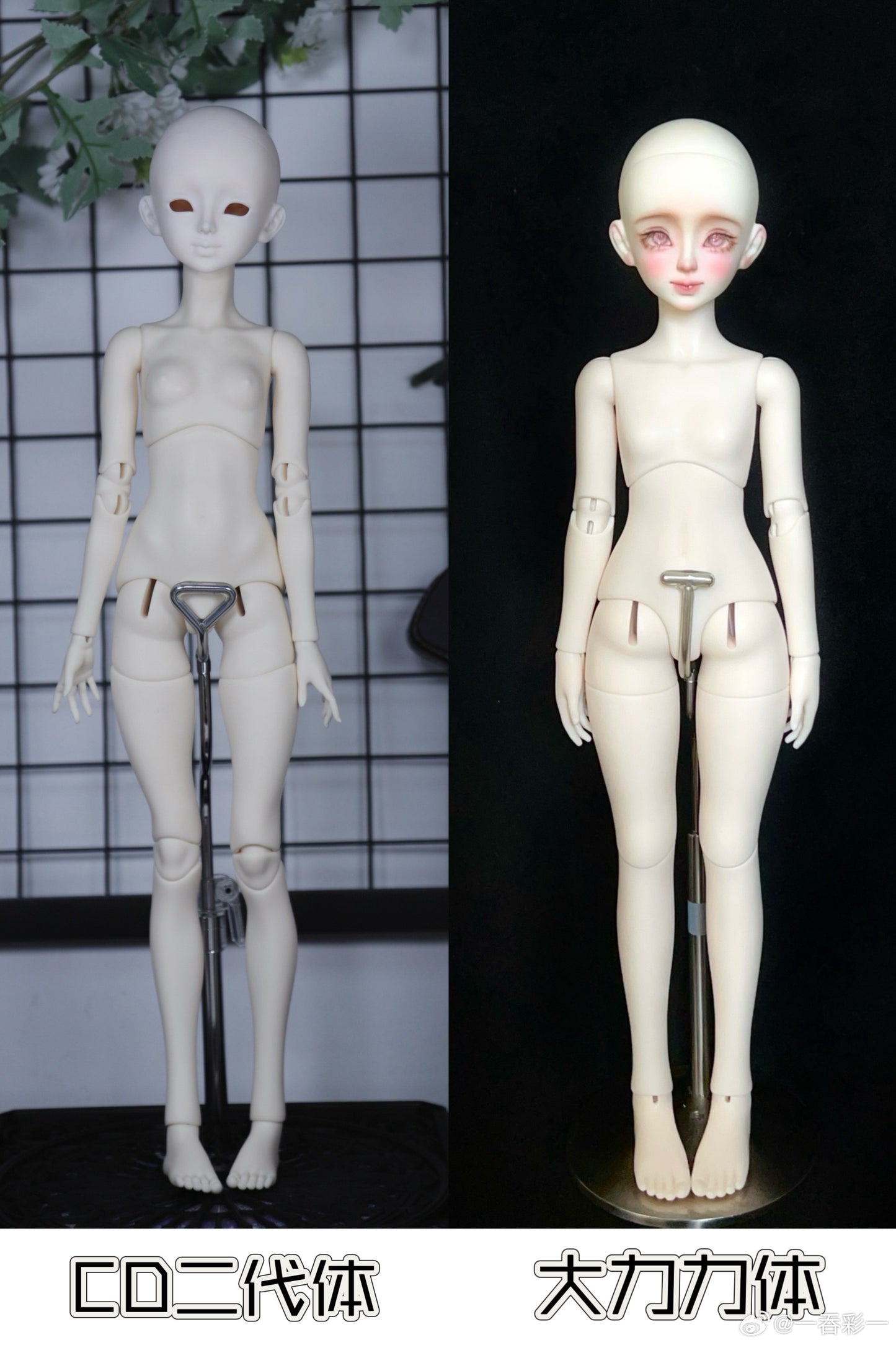 Half Sugar Galaxy - Anno (BJD Head) : PreOrder