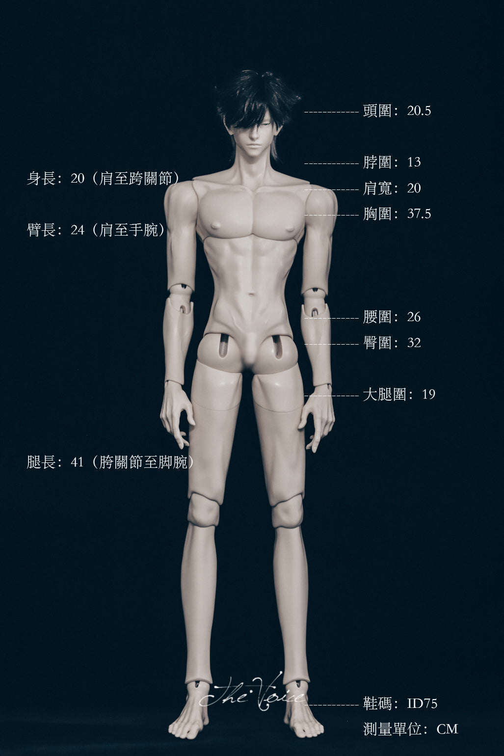 the Voice - Eagle body and Sun body group order (บอดี้BJD) : พรีออเดอร์